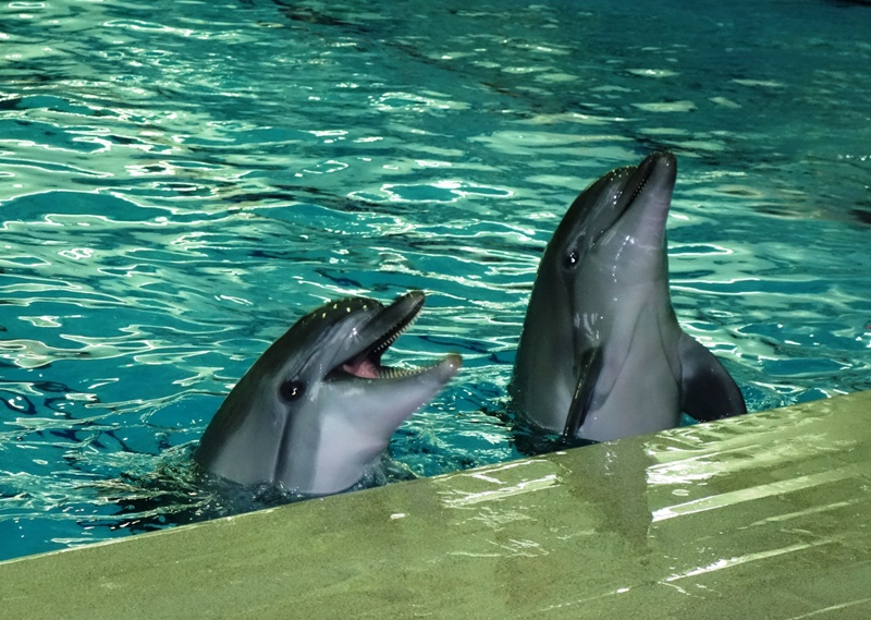 Дельфин живет лет. Дельфинарий Казань. Дельфины в Казани. Представление дельфинов. Шоу дельфинов Флорида.